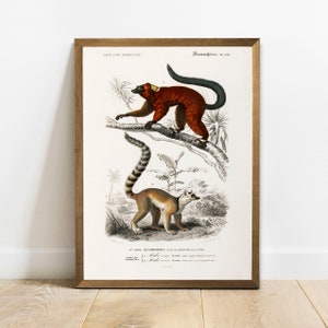 Lemur Print, Antique Animal Painting, Vintage Drawing Poster Wall Art Decor, ,  vintage zoology, rustic zoology art | COO181