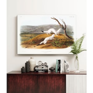 Weasel Canvas Print: Vintage Audubon Illustration, Forest Animal Art