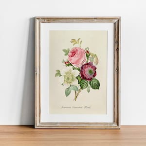 Rose Print, Vintage Botanical Poster Wall Art Decor, arte de cocina, vivero botánico, flor botánica / CO637