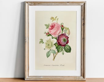 Vintage Rose Botanical Print: Pierre-Joseph Redouté Antique Art