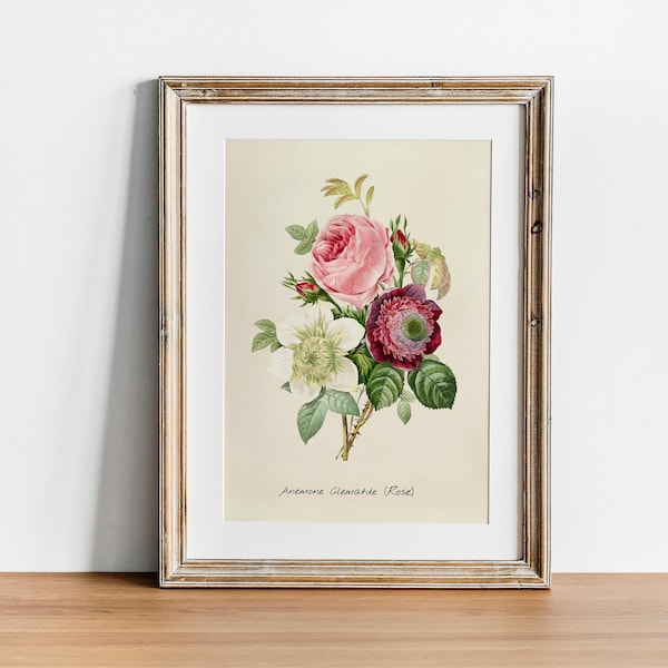 Rose Print, Vintage Botanical Poster Wall Art Decor,  kitchen art,  botanical nursery, botanical flower | CO637