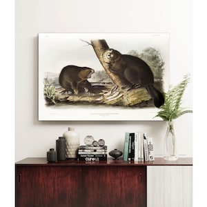 Beaver Canvas Print: Vintage Audubon Animal Illustration