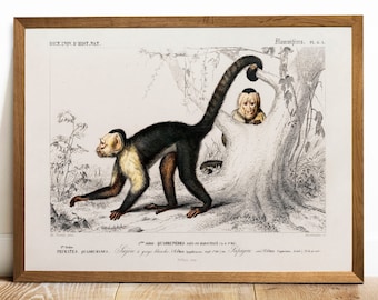 Antique Monkey Print: White-Headed Capuchin, Vintage Animal Illustration