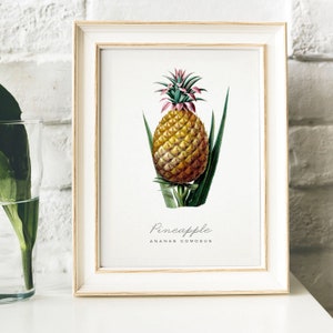 Pineapple Print, Vintage Kitchen Poster Wall Art Decor, Pineapples drawing Gift for Mom, her, kitchen , kitchen poster kitchen prints | B22
