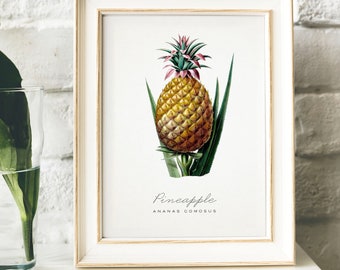 May include: A vintage botanical illustration of a pineapple, with the text "Pineapple Ananas Comosus" below the image.