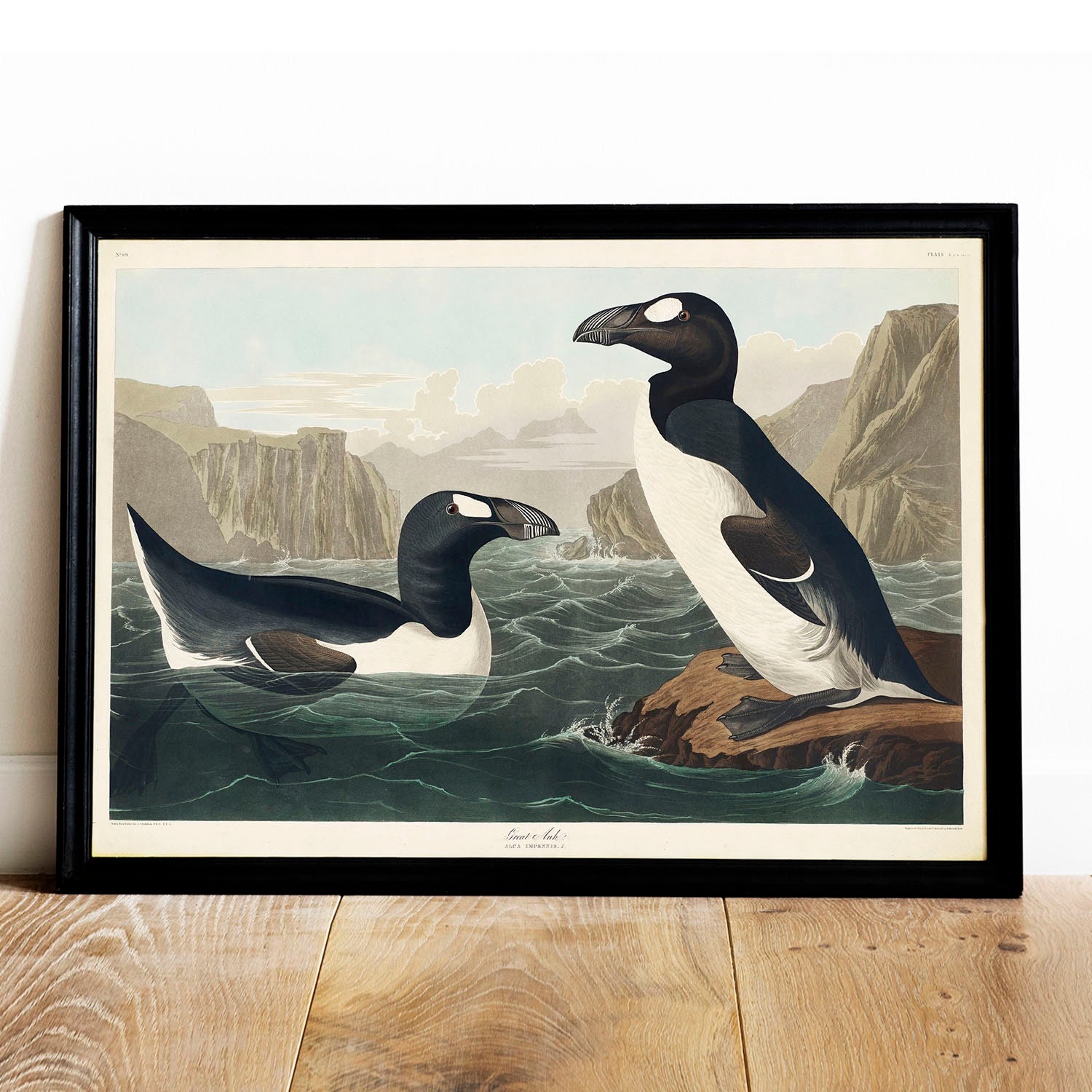 Great Auk Print - Etsy Singapore