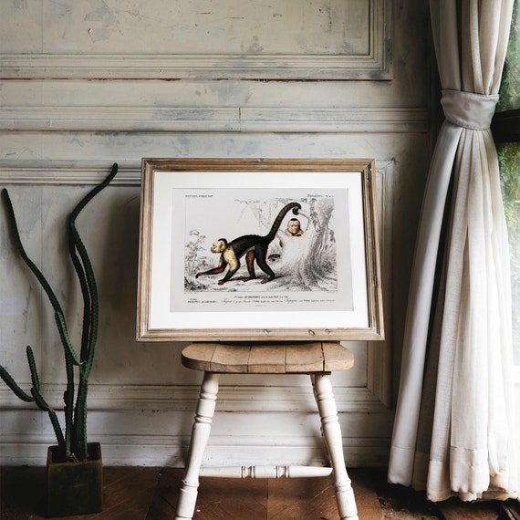 Antique Monkey Print: White-headed Capuchin, Vintage Animal