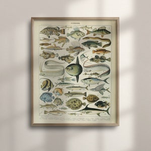 Vintage Millot Fish Poster, Franse Sealife Illustratie, Unieke Visser Gift, Badkamer Decor, Unframed Ocean Life Wall Art, C16-1205
