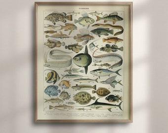 Französisches Vintage Fisch-Plakat: Millot Sealife Illustration