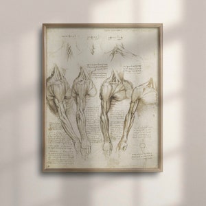 Vintage Da Vinci Anatomy Poster, Anatomical Decor, Colorful Medical Wall Art, Unique Gift for Medical Professionals, Muscle, C16-910