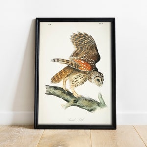 Barred Owl Print, Antique Bird Painting, Vintage Drawing Poster Wall Art Decor, Plat Owl, antique bird drawing, bird gallery wall | COO396