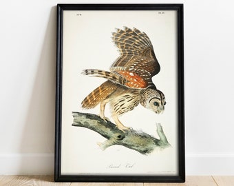 May include: A vintage illustration of a Barred Owl with brown and white feathers, perched on a branch. The illustration is framed in black and features the text "Barred Owl" and "Pl. 36".