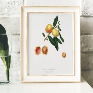 Peach Antique Print Illustration, Kitchen Poster, Persica Amygdalus drawing Gift for Mom kitchen , fruit illustration kithcen art gift | B39