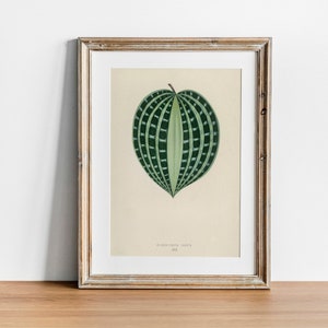 Seersucker Print, Vintage Botanical Poster Wall Art Decor, Plant,  kitchen art,  botanical art print, botanical prints | CO628