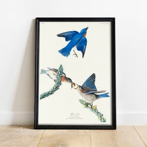 Blue-Bird Print, Antique Bird Painting, Vintage Drawing Poster Wall Art Decor, Blue Bird, bird art painting, birds art print | COO348
