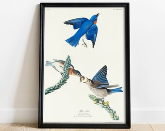 Blue-Bird Print, Antique Bird Painting, Vintage Drawing Poster Wall Art Decor, Blue Bird, bird art painting, birds art print | COO348