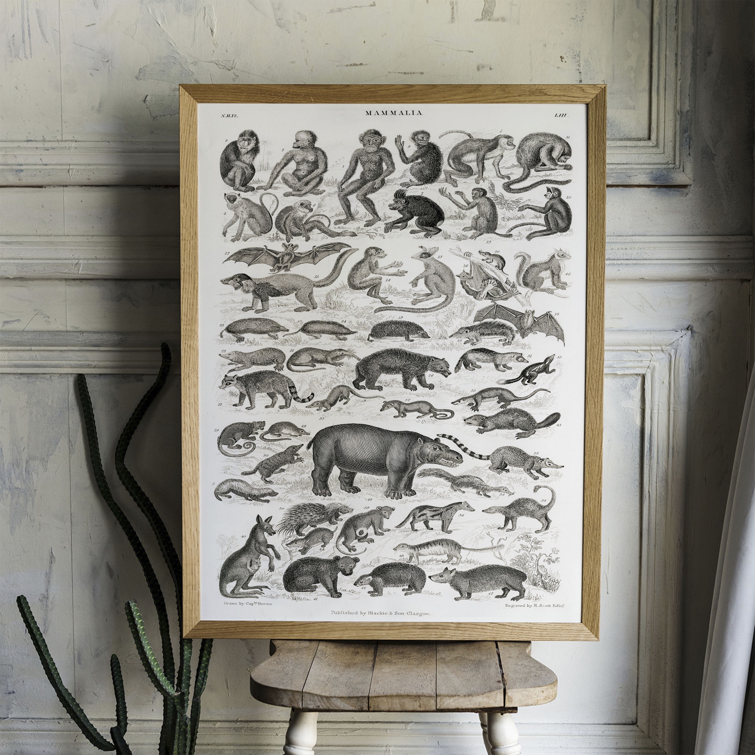 洋書 CLASSIC NATURAL HISTORY PRINTS MAMMALS 洋書 CLASSIC NATURAL HISTORY PRINTS MAMMALS Vintage Classic
