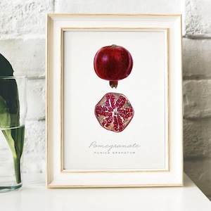 Vintage Pomegranate Kitchen Print: Botanical Wall Art Decor
