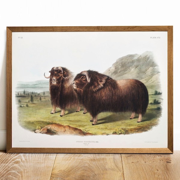 Musk Ox Print, Antique Animal Painting, Vintage Drawing Poster Wall Art Decor, Musk,  animal art, vintage zoology art | COO85