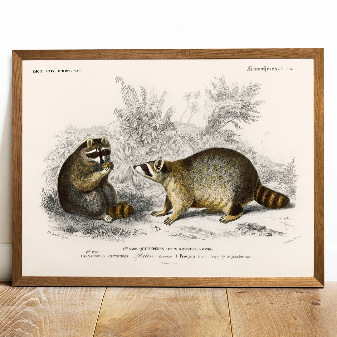 Antique Racoon Print: Vintage Zoology Poster - Etsy