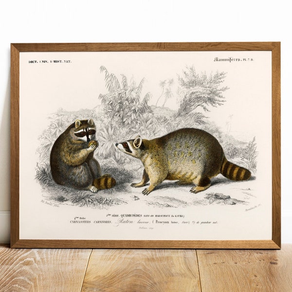 Waschbär Print, antike Tiermalerei, Vintage Zeichnung Poster Wand Kunst Dekor, , Zoologie Poster, Tiere Kunstdruck | COO135