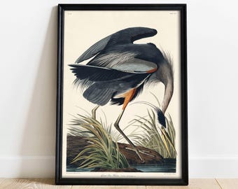 Great Blue Heron Audubon Print on Museum Grade Paper