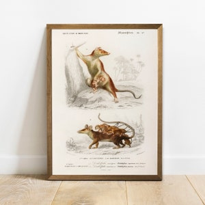 Opossum Print, Antique Animal Painting, Vintage Drawing Poster Wall Art, Opossum Family,  animals art print, animal wall artwork | COO206