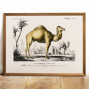 Camel Print, Antique Animal Painting, Vintage Drawing Poster Wall Art Decor, ,  Animals art, old animals poster | COO148