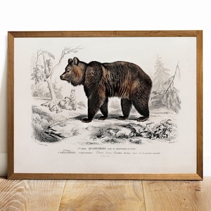 Brown Bear Antique Illustration Print: Vintage Animal Wall Art