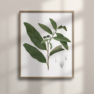 Vintage Olive Branch Botanical Sketch, Rustic Kitchen Art, Farmhouse Decor, Minimalist Wall Poster, C16-1113