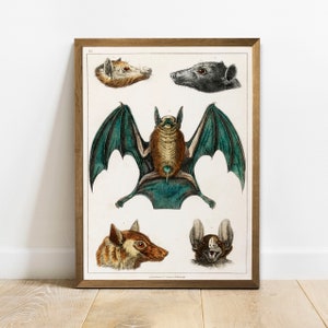 Antique Bat Types Print: Vintage Zoology Poster