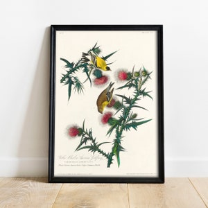 Goldfinch Print, Antique Bird Painting, Vintage Drawing Poster Wall Art Decor, American Goldfinch, birds posters, wall print bird | COO365