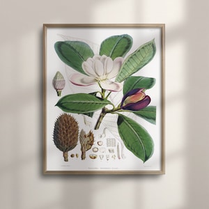 Antieke Magnolia Botanische Wall Art, Vintage Boerderij Decor, Uniek Cadeau voor haar, Floral Poster, Plant Artwork, C16-1319