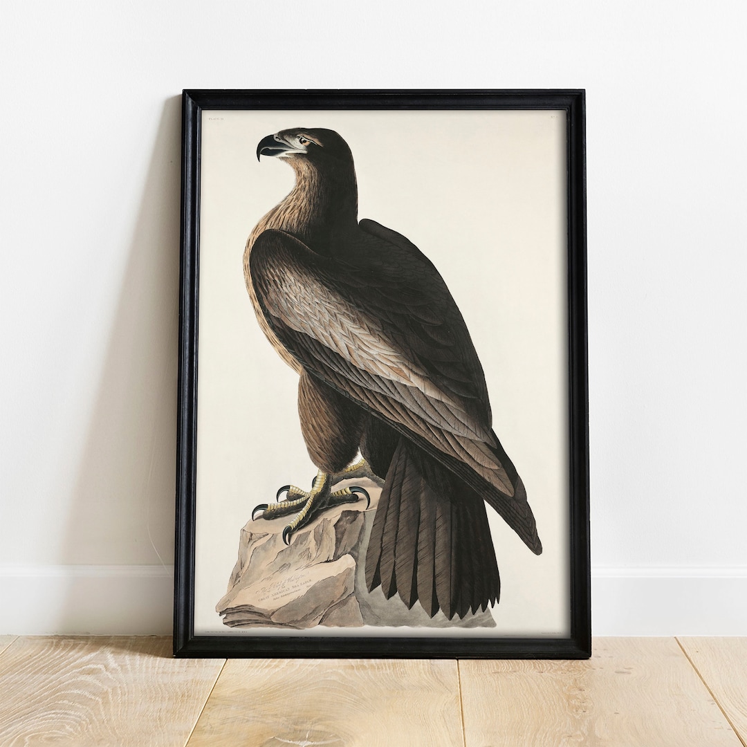 Great Eagle Print, Antique Bird Painting, Vintage Drawing Poster Wall ...