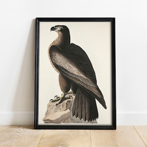 Great Eagle Print, Antique Bird Painting, Vintage Drawing Poster Wall Art, Bird of Washington, antique bird prints, bird poster | COO357