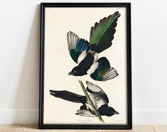 Magpie Print: Vintage Audubon Bird Drawing, American Magpie Wall Art