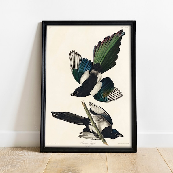 Magpie Print, Antique Bird Painting, Vintage Drawing Poster Wall Art Decor, American Magpie, bird wall decal, bird wall art | COO338