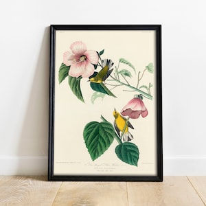 Könnte beinhalten: Eine Vintage-botanische Illustration von zwei gelben Vögeln, die auf einem Zweig mit rosa Hibiskusblüten sitzen. Der Druck ist mit "The Yellow-throated Warbler, Dendroica Solitaria" betitelt und enthält die Plattennummer "Plate 18".