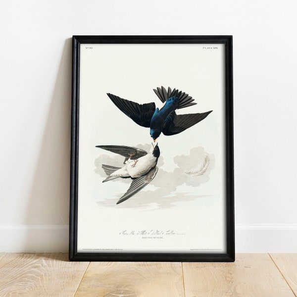 Swallow Print, Antique Bird Painting, Vintage Drawing Poster Wall Art Decor, White Bellied, ornithology gift, whimsical bird art | COO345