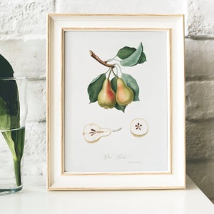 Pear Antique Print Illustration, Vintage Kitchen Poster, Pyrus Luisa drawing Gift for Mom kitchen , print tropical fruit Fruit | B42