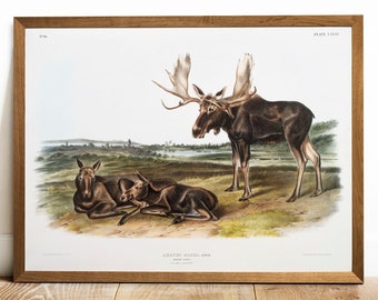 Antique Moose Print: Vintage Animal Drawing Wall Art