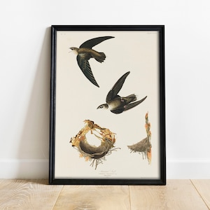 American Swift Print, Antique Bird Painting, Vintage Drawing Poster Wall Art Decor, , birds illustration, birds illustrations | COO385