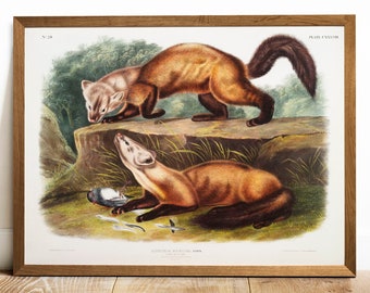 Antique Pine Marten Print: Vintage Zoology Animal Drawing