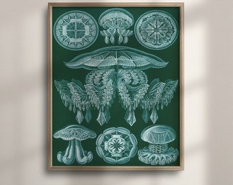 May include: A vintage illustration of jellyfish on a dark green background. The illustration features six different types of jellyfish, including a large jellyfish with tentacles and a smaller jellyfish with a bell-shaped body.