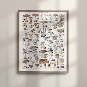 Vintage Mushroom Poster: Adolphe Millot Botanical Science Art