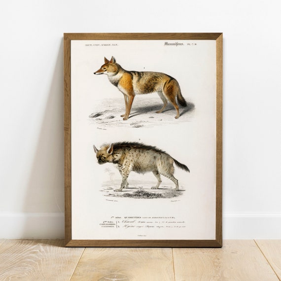 mineraal spellen rekenmachine Jakhals print antiek dierlijk schilderij vintage tekening - Etsy België mineraal spellen rekenmachine Jakhals print antiek dierlijk schilderij vintage tekening - Etsy België
