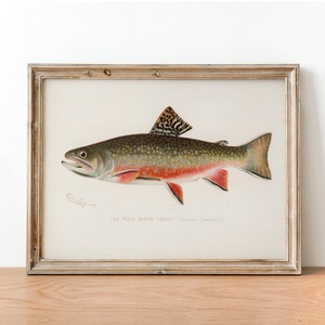 Vintage Brook Trout Print: Illustrated Fishing Poster Wall Art
