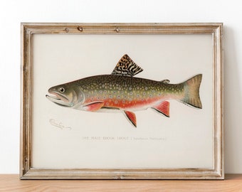 Vintage Brook Trout Print: Illustrated Fishing Poster Wall Art
