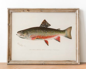 Male Brook Trout Fish Print, Vintage Fishing Poster Wall Art Decor, Brook Trout Gift For Fisherman Fisherman gifts Fisherman gift | COO15