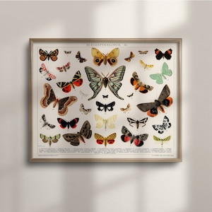 Vintage Butterfly and Moth Botanical Poster: Antique Illustration Art